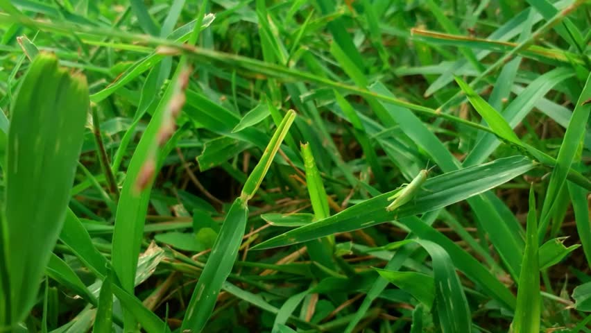 A green grasshopper on a blade of grass.