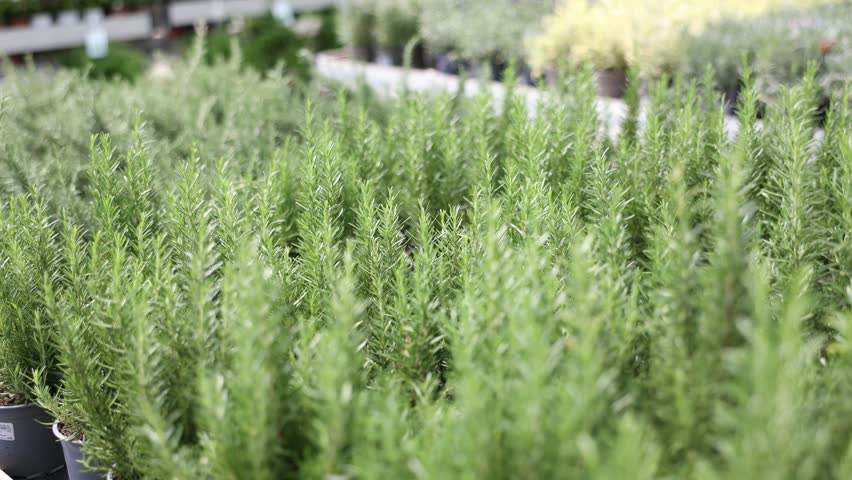Rosemary carefully planted in pots stand outside. Plants of fragrant herbs for the garden. High quality 4k footage