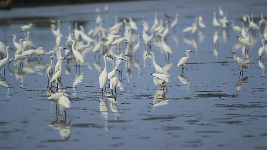 A flock of white egrets looking for fish in a fish pond, the egrets are considered by the community to control pests in fish ponds.