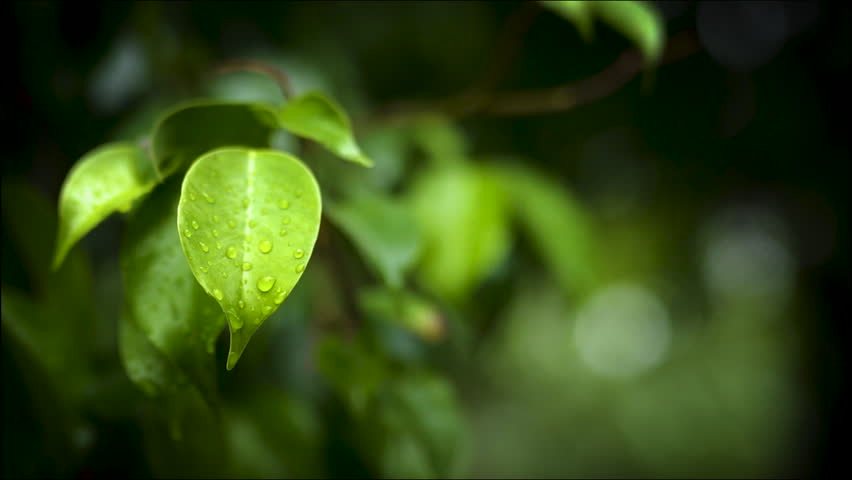 green leaf with water drops
