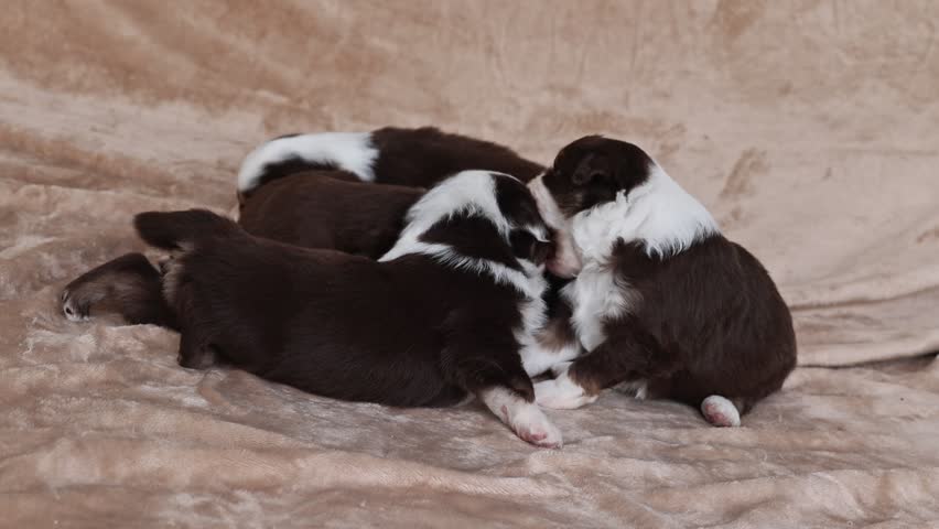 A group of puppies are laying on a bed