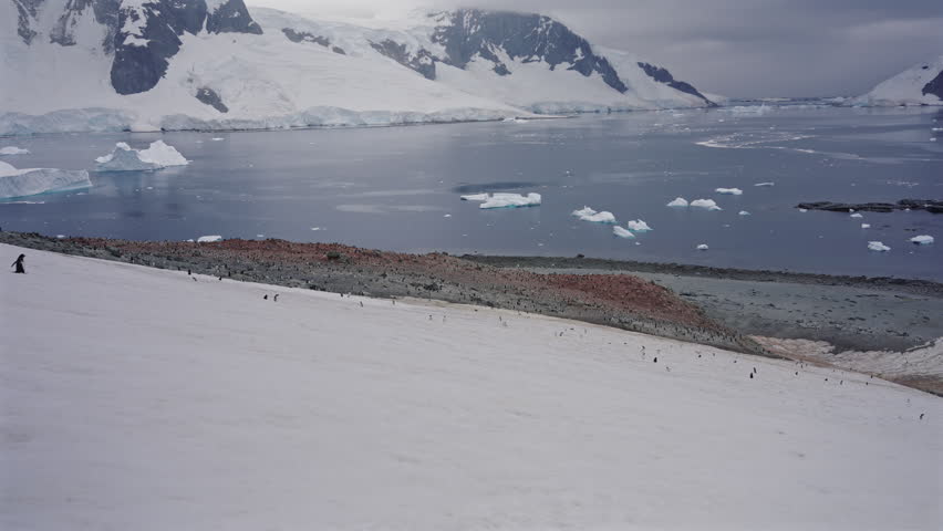 Penguin Colony on Snowy Coastal Slope