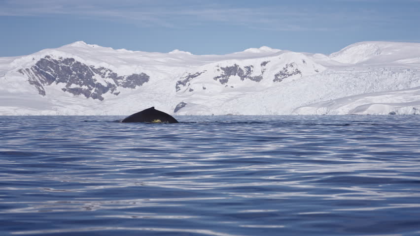 Whale Tail Above Antarctic Water with Snowy Coast