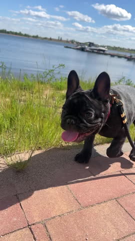 An adorable black French Bulldog puppy with a red collar walks happily on a brick path next to a serene lake under a bright blue sky.