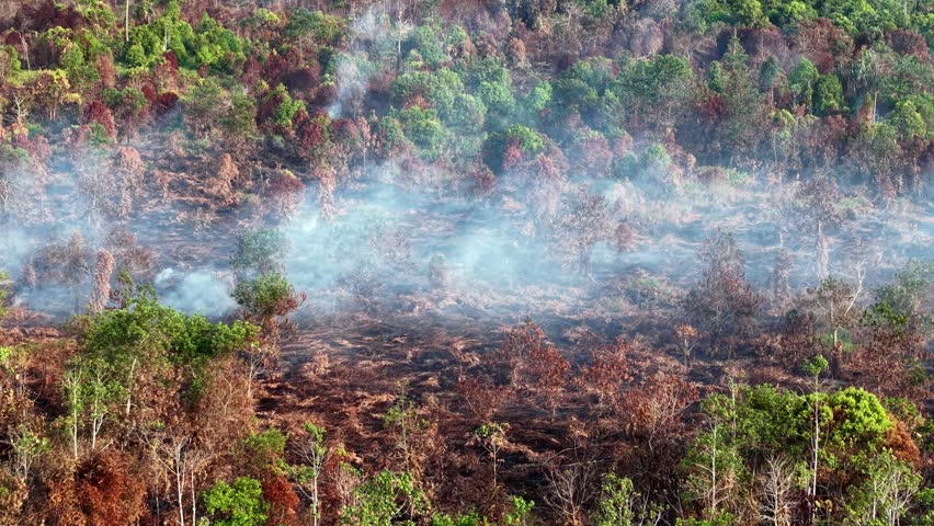 Smoke rises from burning forest floor. Trees lie charred, still smoldering. Green canopy stretches beyond the blaze