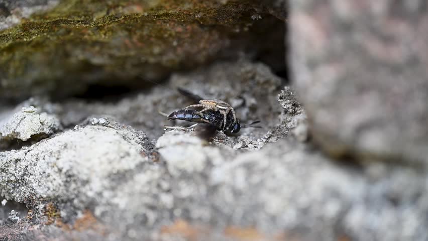 Macro wildlife footage capturing a Grey Wall Jumping Spider hunting and attacking a large bee in its natural habitat.