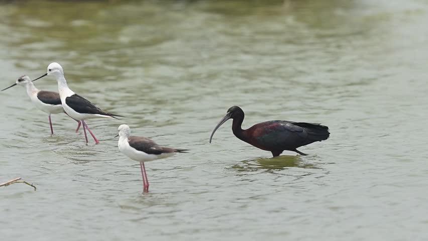 Glossy Ibis walking through shallow lake water alongside Black Winged Stilts.