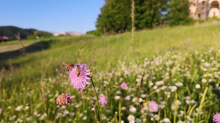 A honey bee collects nectar from purple wildflowers in a sunny Piedmont meadow during springtime