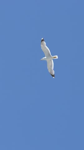 A single white seagull glides gracefully across a vibrant blue sky with bright natural lighting.