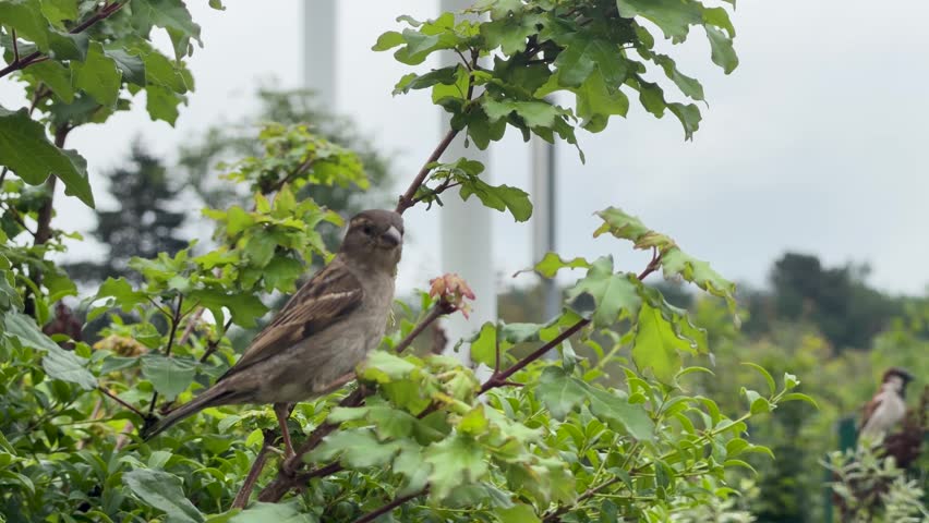 A house sparrow sits on leafy branches, looking around and hopping within a green shrub.