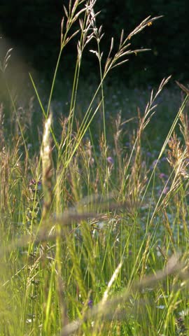 Close-up shot of tall wild grass and wildflowers swaying gently in warm golden hour sunlight.