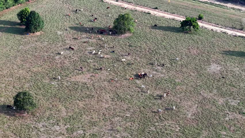 Aerial view of dry grassland. Scattered trees dot the landscape. Cattle graze peacefully. Dirt road winds through the field