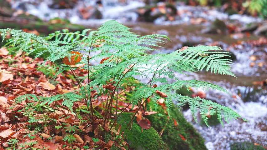 A green bush of grass against the background of an autumn mountain river