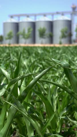 Rack Focus from Green Corn Leaves to Grain Storage Silos. Slow motion shot starting with a sharp close-up on the healthy top leaves of green corn plants swaying on a windy day. The focus then smoothly shifts to the background, revealing four large metal grain silos and agricultural structures under a bright blue sky. This footage perfectly conceptualizes the connection between farming, crop growth, and industrial grain processing. Ideal for corporate agribusiness videos, food supply chain reports, commercial storage advertisements, and modern farming documentaries.