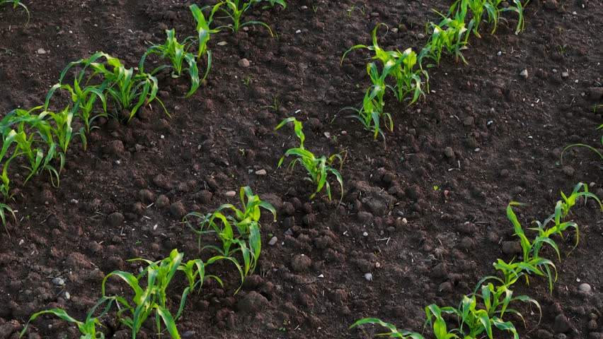 Young corn plants emerging from dark fertile soil in cultivated farmland. Early growth stage maize crop developing with visible row spacing and healthy green leaves. Crop establishment and agronomy