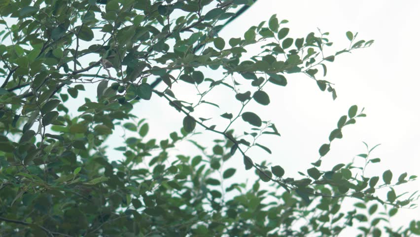 Tree Leaves Swaying Gently in the Wind