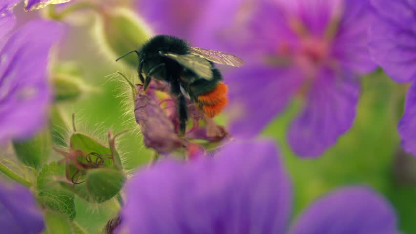Red tailed bumble bee on a purple flower flies off close up super slow motion shot selective focus