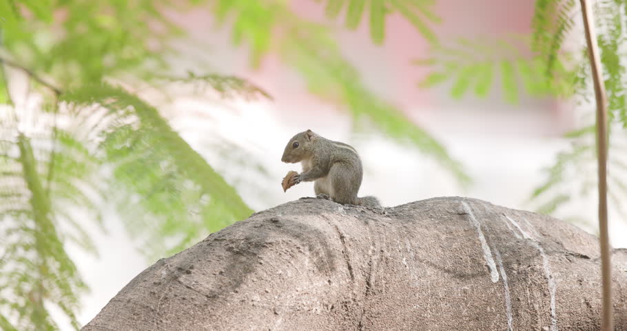 Slow-motion view of an Indian palm squirrel holding and eating a nut on a tree trunk in morning