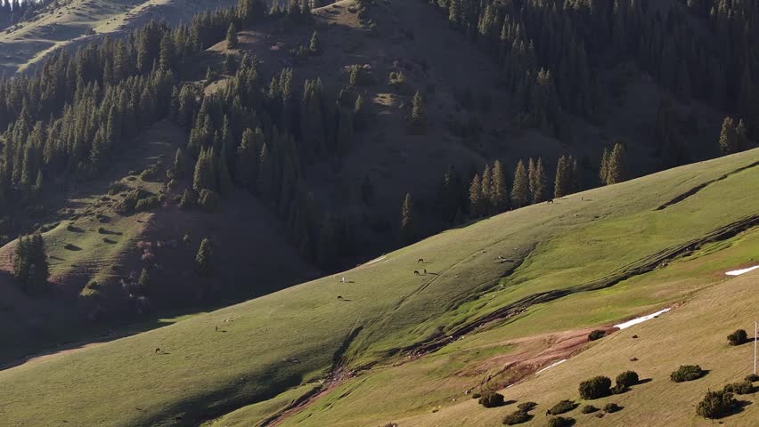 Horses in Kyrgyzstan on green land, mountain slope, golden light, aerial. Jyrgalan, Kyrgyzstan