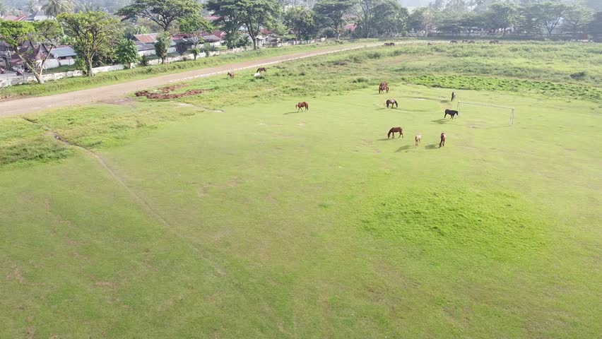 herd of horses grazing freely on a green urban grassland in the middle of the city
