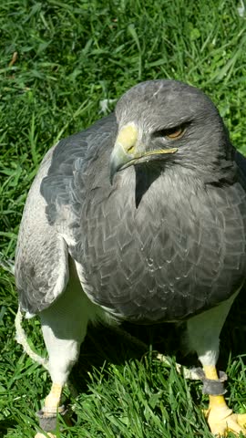 Majestic black chested buzzard eagle with jesses on its legs standing on a vibrant green lawn and attentively looking around, showcasing its beautiful grey plumage and powerful gaze
