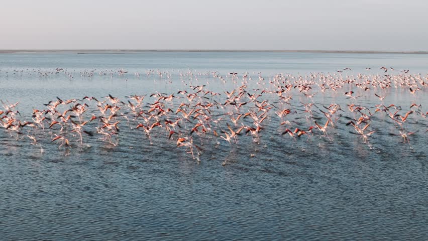 Large flock of pink flamingos taking flight and soaring over the water in walvis bay, namibia.