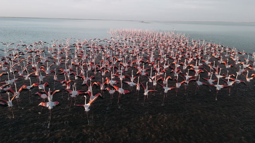 Aerial view of a flock of pink flamingos flying over the calm waters of a walvis bay, in namibia, africa.