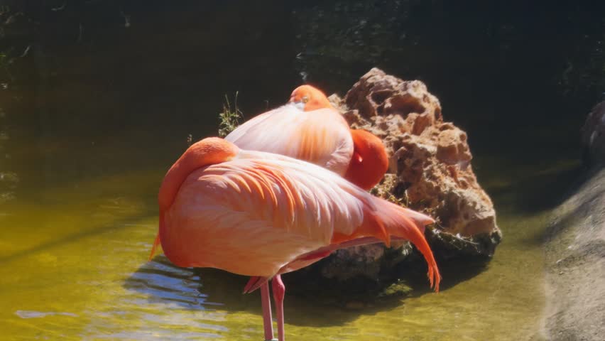 Two American Flamingos Phoenicopterus ruber Sleeping by a Rock in a Pond