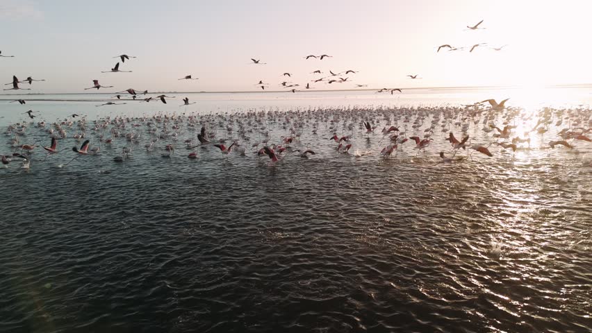 Aerial view of a large flock of flamingos taking flight at sunrise in walvis bay, namibia, africa.