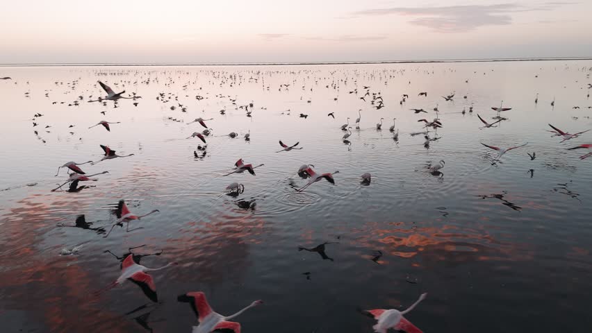 Flamingos flying over the water in a walvis bay, namibia at sunset reflecting the beautiful sky, aerial view.