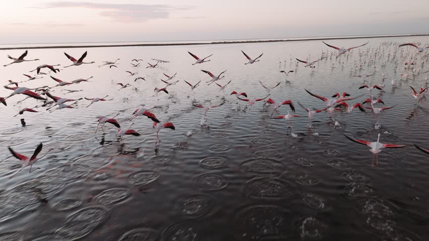 Aerial view of Flamingo flock taking off from water in namibia, wildlife birds flying over the lake during sunset.