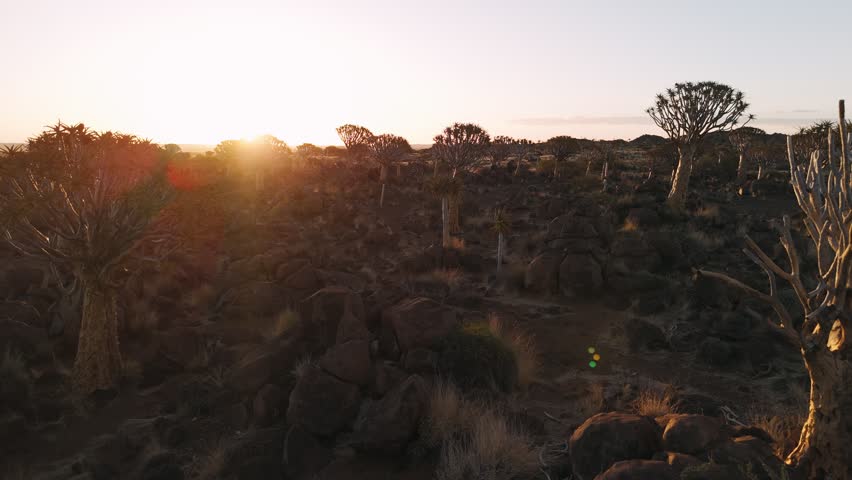 Aerial view of the quiver tree forest in namibia during a stunning and golden sunset, showing a rocky and arid african landscape.