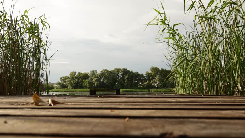 A low-angle view of a wooden pier leading to a serene lake surrounded by tall reeds and lush trees under a cloudy sky
