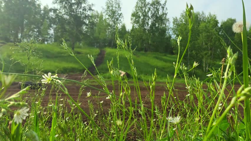 Dirt trail winding through a sunny green forest landscape. Offroad path on a grassy hill with dandelion flowers in the field. Summer nature outdoor environment.