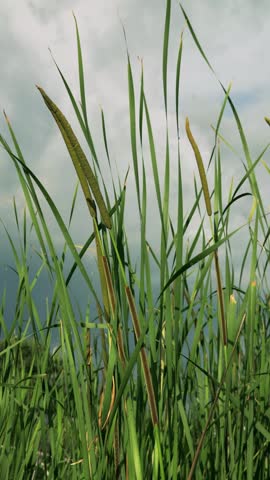 Detailed view of cattail heads and long green reeds with water droplets, set against a soft, overcast sky