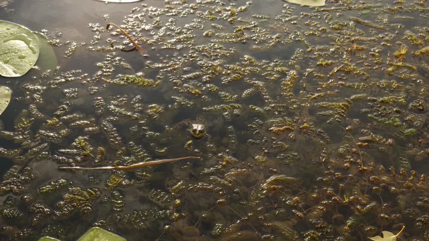Detailed view of a tranquil pond surface, showcasing submerged vegetation and floating lily pads under natural light