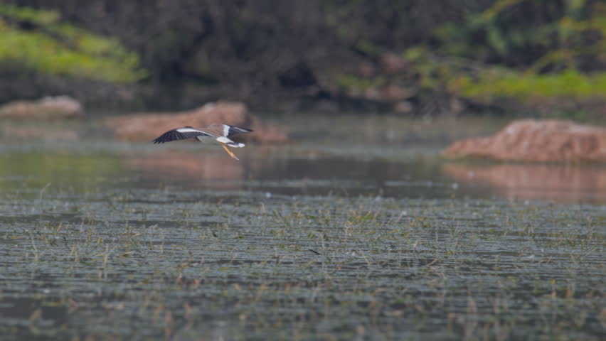 Black winged stilt flying over wetland while a river tern rests nearby in natural habitat.