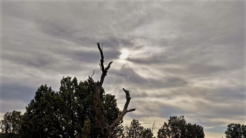 A moody timelapse of bare, dead tree branches silhouetted in the foreground. They reach upward toward a bright sun obscured by a thick, textured layer of dark and shifting atmospheric clouds.