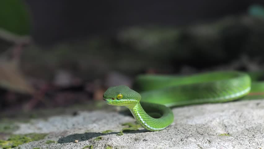 Green pit viper is classified as a mildly venomous snake; bites are usually fatal.