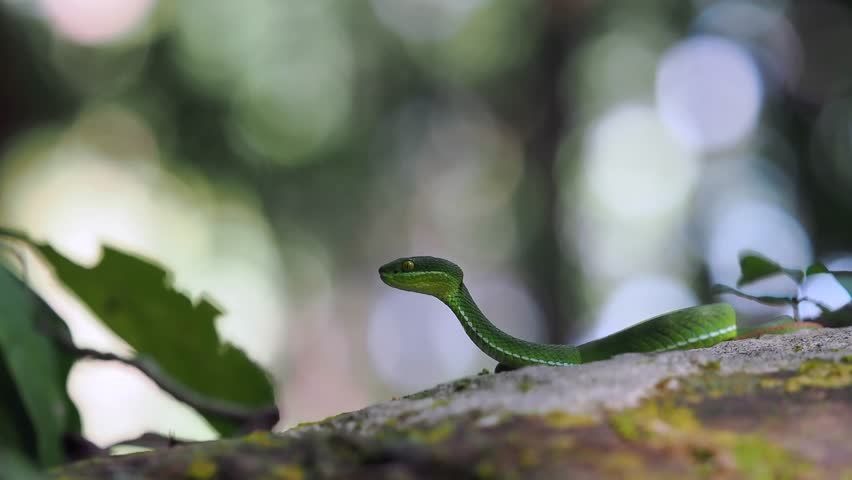 Green pit viper is classified as a mildly venomous snake; bites are usually fatal.