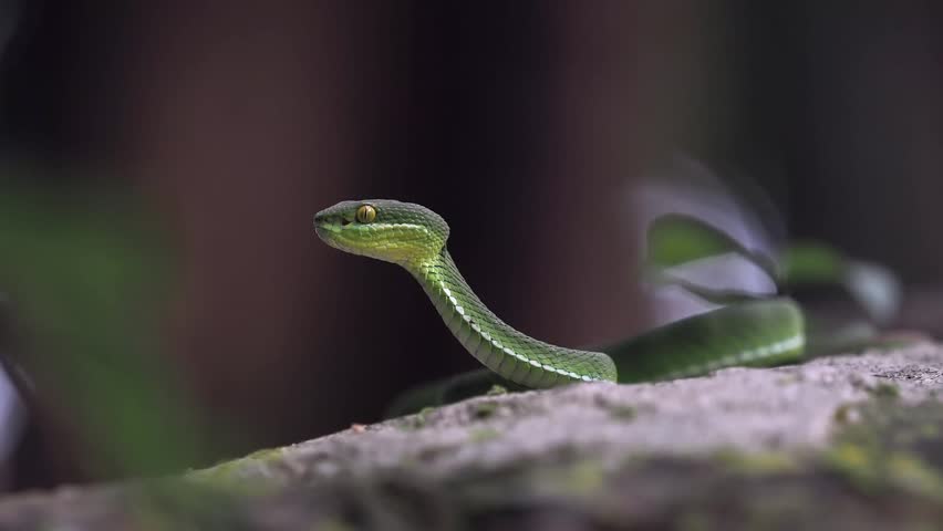 Green pit viper is classified as a mildly venomous snake; bites are usually fatal.