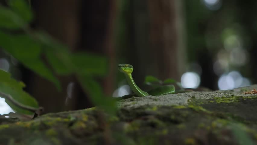 Green pit viper is classified as a mildly venomous snake; bites are usually fatal.