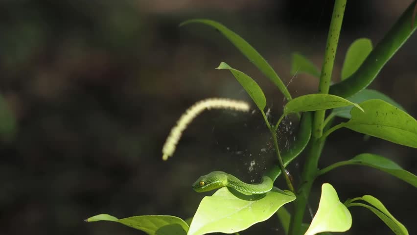 Green pit viper is classified as a mildly venomous snake; bites are usually fatal.