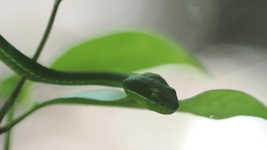 Green pit viper is classified as a mildly venomous snake; bites are usually fatal.