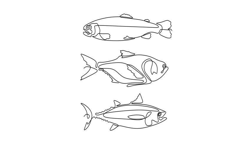 Animated self drawing of continuous line draw of  Line Art Fish Collection Trout, salmon, and Tuna Illustrations. Logo. Full length one line animation. 4K  	fish, fishing, sea, animal, water, seafood, food, marine, ocean, nature, tuna, underwater, salmon, set, vector, line, collection, trout, wildlife, icon, silhouette, background, contour, fresh, drawn, abstract, flounder, black, shape, single, animals, menu, restaurant, aquarium, logo, aquatic, symbol, logotype, continuous, linear