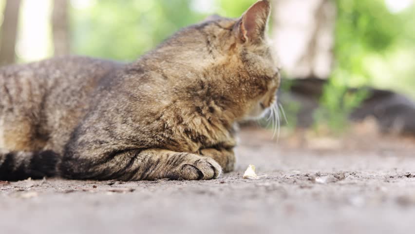 A domestic tabby cat with striped fur lies down on the ground, looking to the side with its tongue slightly out in a relaxed pose