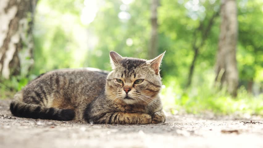A domestic tabby cat is lying down on a dirt path surrounded by lush green foliage and trees, enjoying a moment of calm