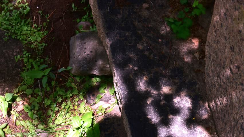 Dappled sunlight and leaf shadows moving on rough rocks