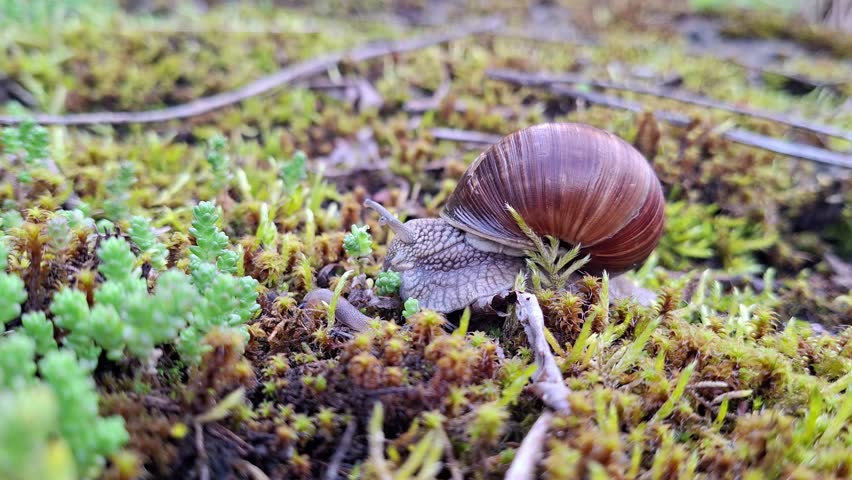 Close-up of a garden snail moving slowly across mossy ground with its baby