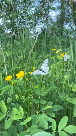 A white butterfly flutters among yellow buttercups and green grass in Altai Krai, Russia